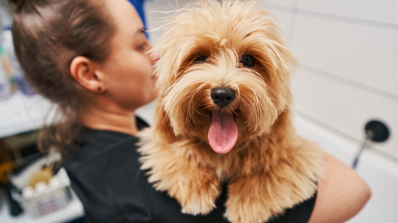 A happy dog being held.