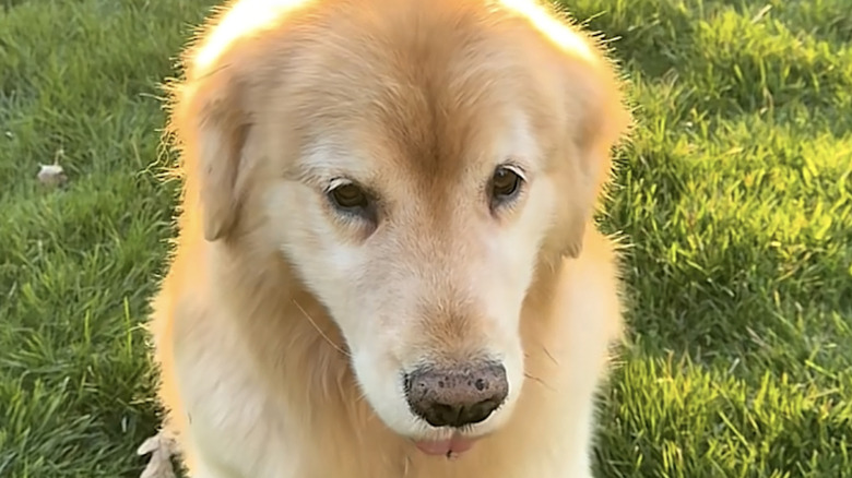 Maverick the golden retriever from TikTok looking fluffy after grooming.
