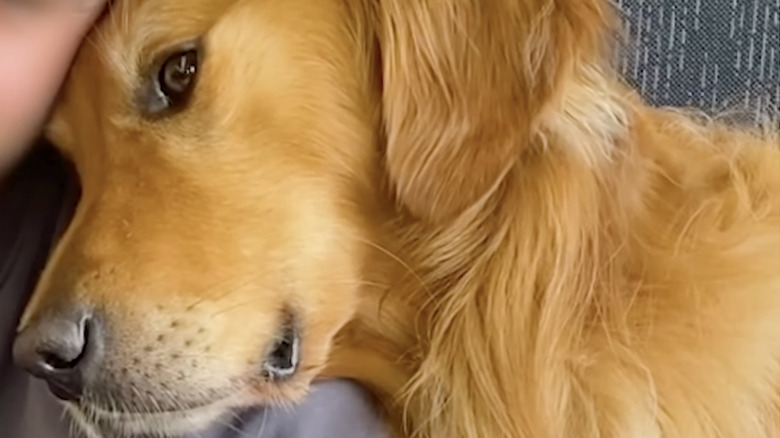 Huxley the golden retriever makes friends on a train on YouTube.