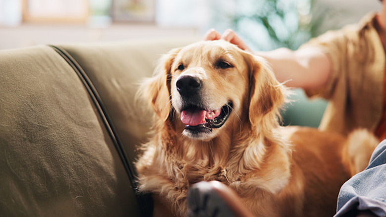A happy golden retriever getting some pats.