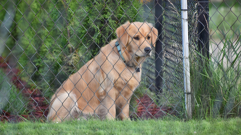 Golden retriever sitting in yard behind chain link fence