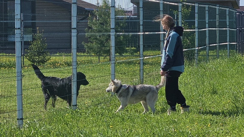 Two dogs looking at each other through an open fence