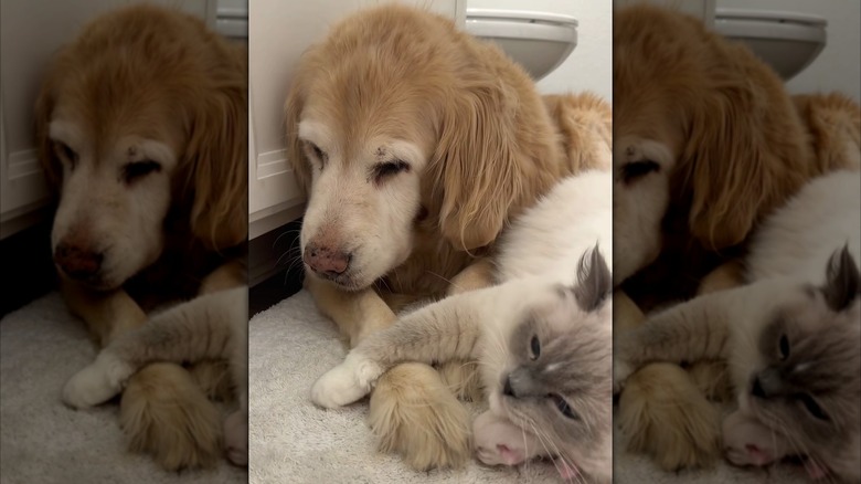 Ragdoll cat and her tiny kitten cuddling with a golden retriever