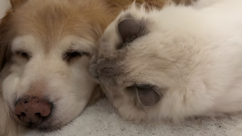 Ragdoll cat grooming a golden retriever's face