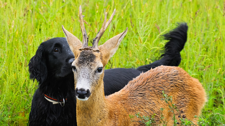 Dog and deer with antlers walking together in field