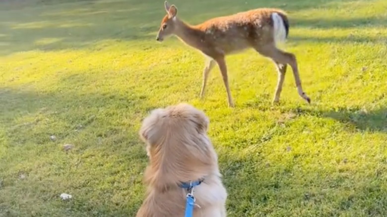 A golden retriever sitting while a deer passes by