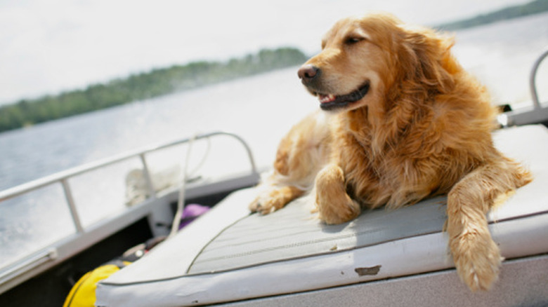 A golden-colored dog sits on a boat out in the water.