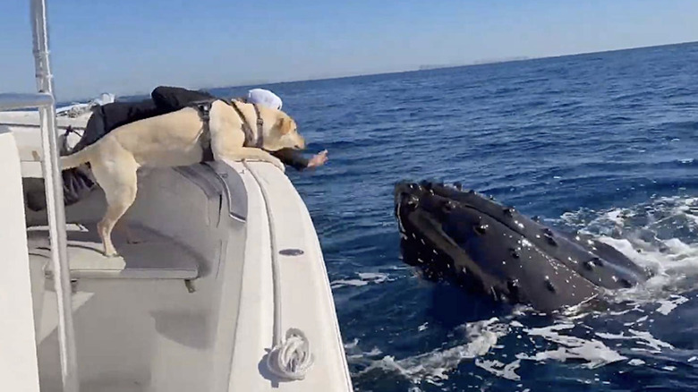 A golden retriever mix on a boat coming face to face with a whale.