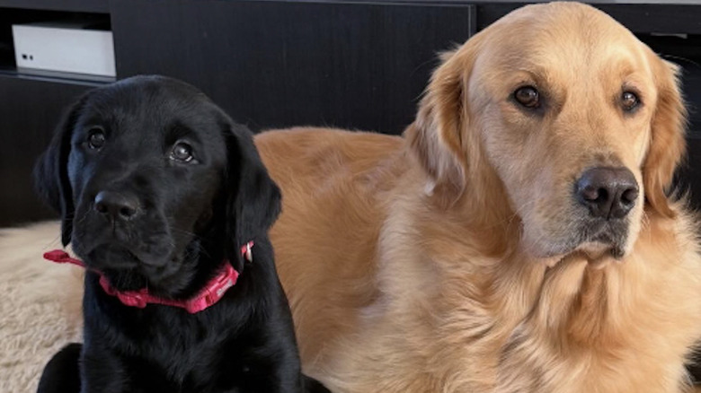 Pecco and Bucky are two dog brothers from Instagram.