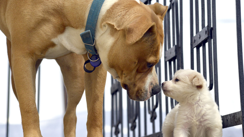 Adult pit bull meets new mixed-breed puppy