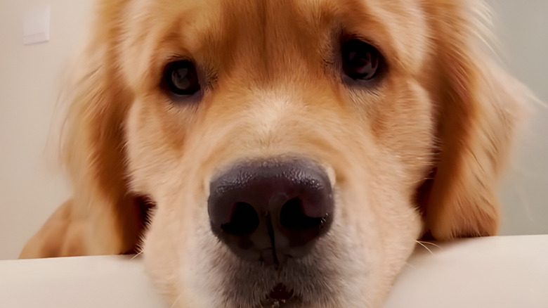 Close-up of golden retriever looking serious