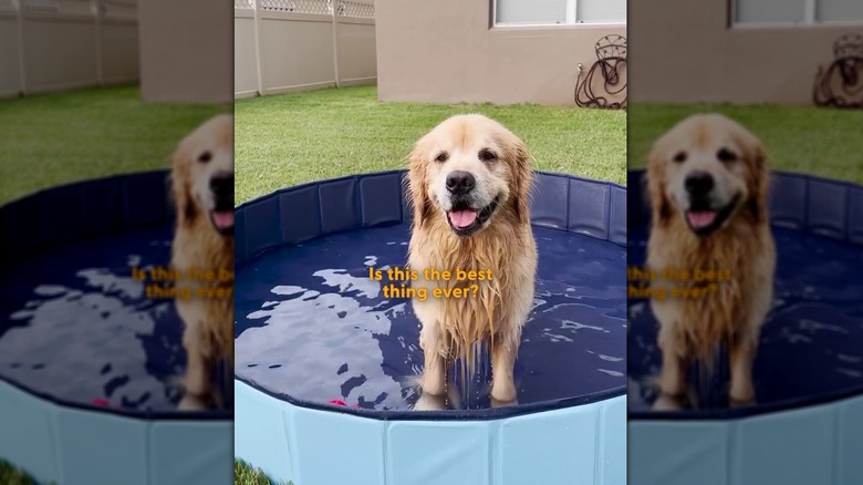 Wet and happy golden retriever sitting in a wading pool