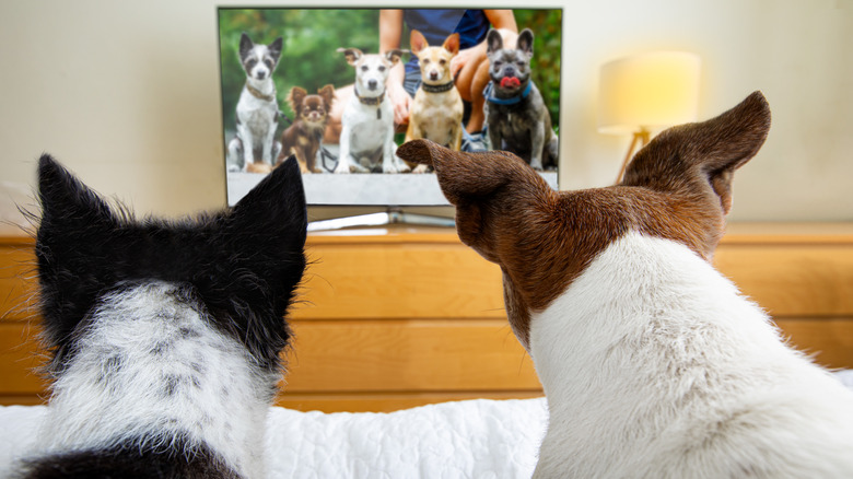 Dogs watching dogs on TV