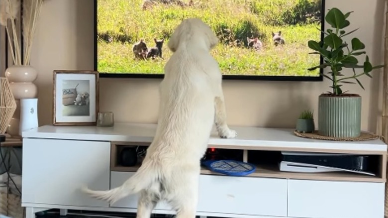 Golden retriever watching animals on TV, front paws on TV table
