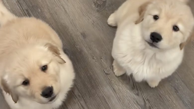 Two golden retriever puppies learn to sit for their food on TikTok.
