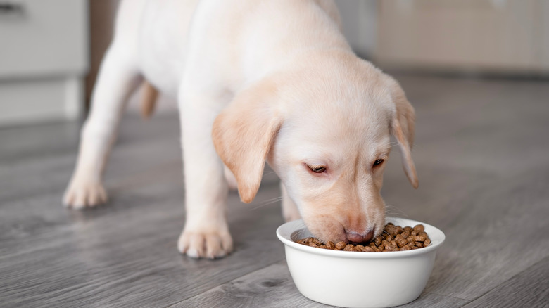 A hungry puppy eating its food out of a bowl.