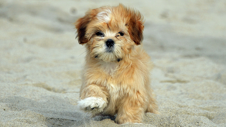 A little fluffy puppy on the beach.