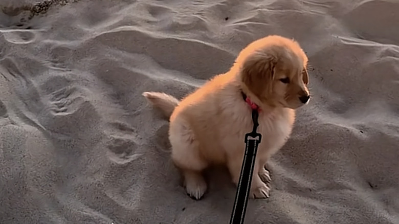 A golden retriever named Frankie from TikTok on the beach.