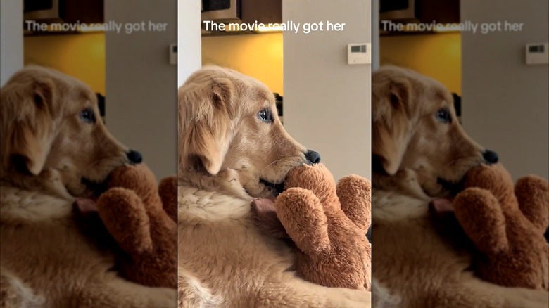 Golden retriever clutching a stuffie in her mouth