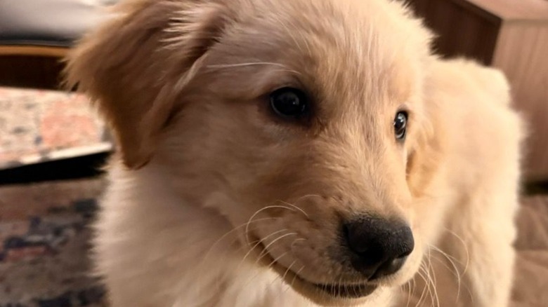 Close-up of golden retriever puppy's face