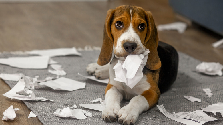 A guilty-looking dog eating homework.