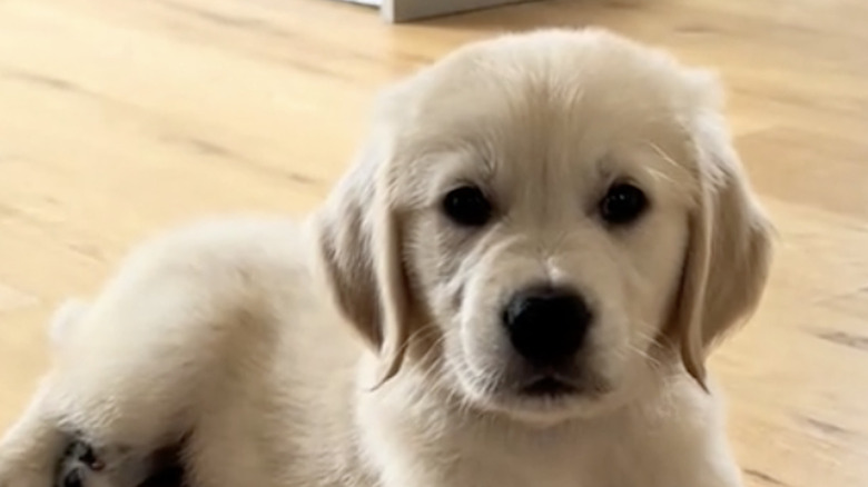 A golden retriever puppy named Ralph from TikTok sometimes has regrets.