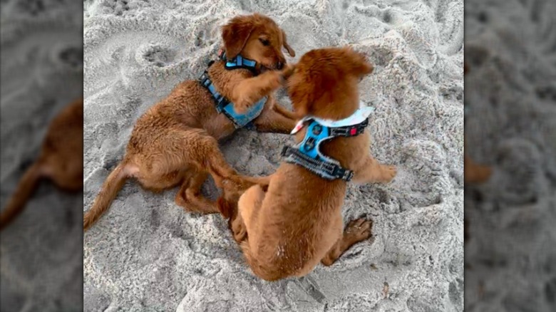 Two golden retrievers playing in the sand