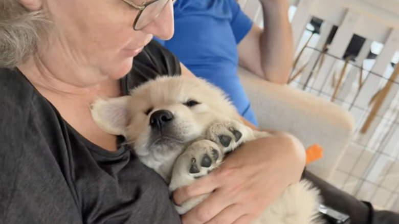 Tofu the golden retriever puppy from TikTok bonds with her grandmother.