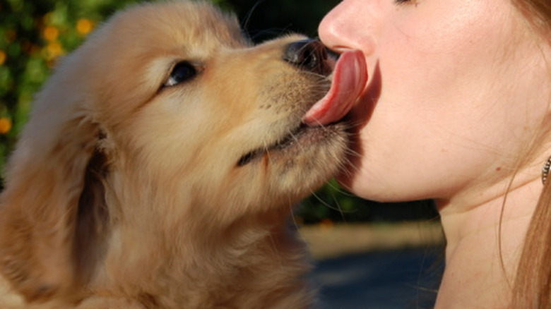 Golden retriever puppy licking someone's face.