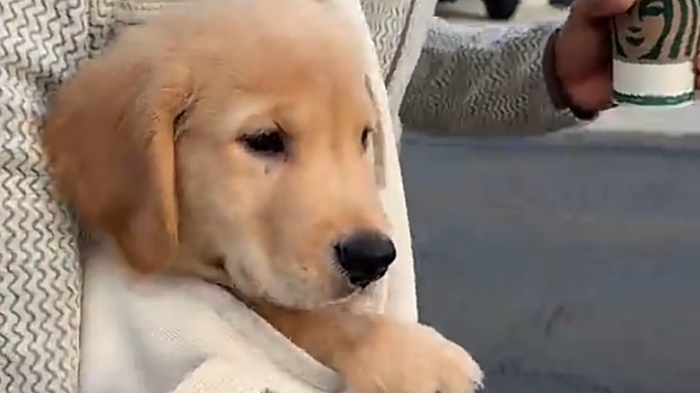 Close-up of a golden retriever puppy