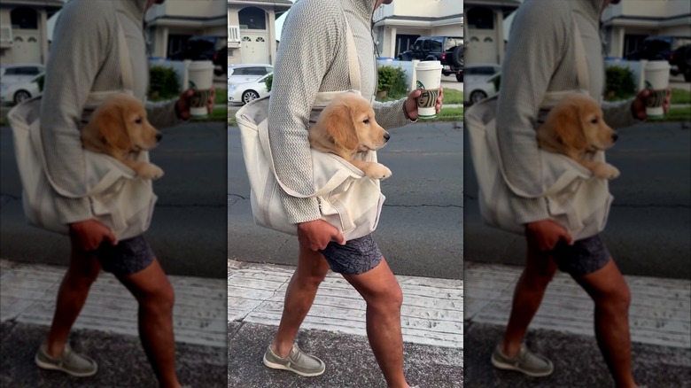 Golden retriever puppy getting carried in a tote bag