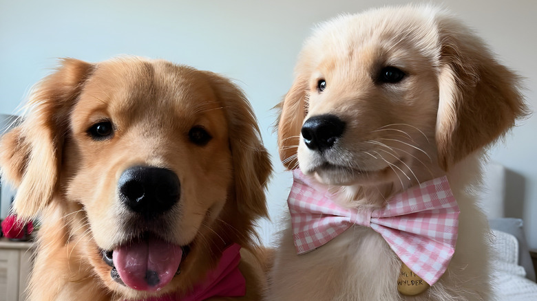 Golden retriever puppy wearing a bowtie and sitting beside an older golden retriever