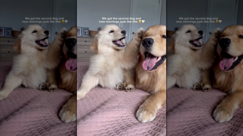 Golden retriever puppy playing with older golden retriever on bed