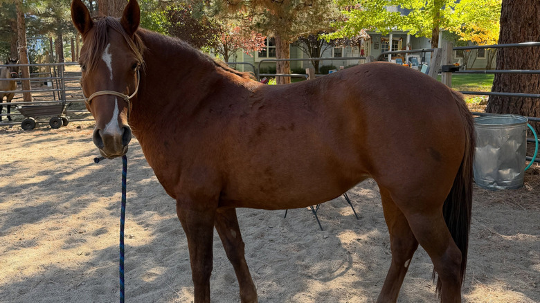 This horse on a leash got some walking company