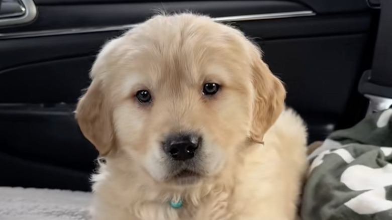 A golden retriever puppy named Blue from TikTok practices barking in the car.