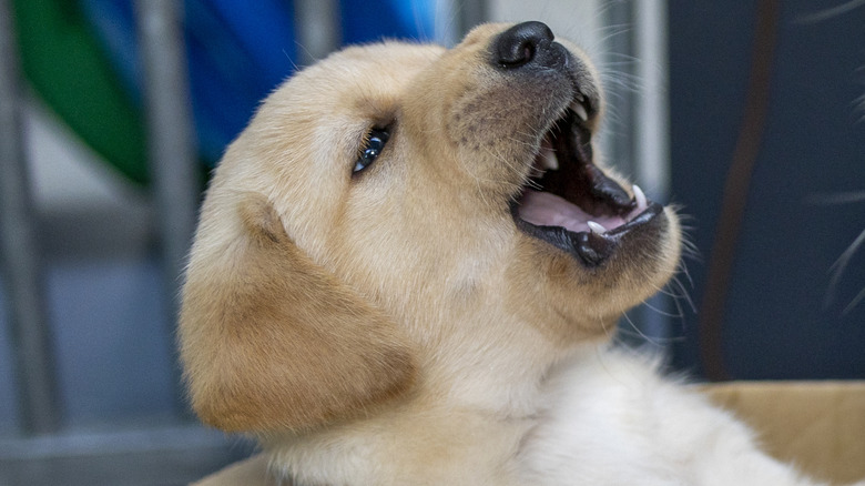 Small puppy barking in a box.
