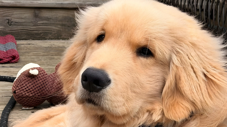 Close-up of golden retriever puppy