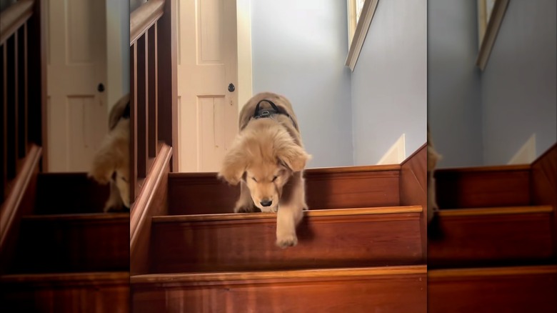 Golden retriever puppy attempting to go down stairs