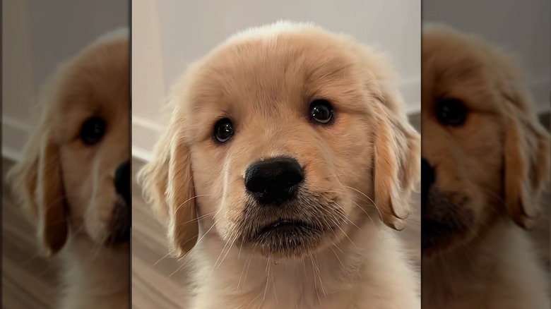Close-up of a golden retriever puppy with a blueberry-stained muzzle