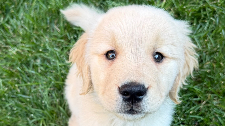 Close-up of a golden retriever puppy sitting on the grass