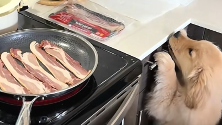 A golden retriever puppy trying to reach bacon on a counter and frying pan.