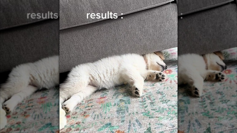 Golden retriever puppy asleep under the edge of a couch