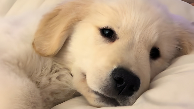 Close-up of golden retriever puppy