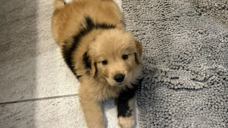 Bernie the golden retriever from TikTok shows off his unusual birthmark coloring.