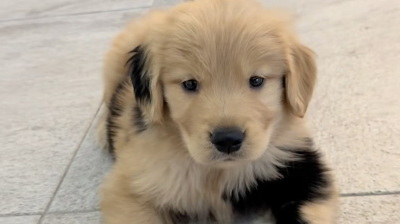 Bernie the golden retriever from TikTok shows off his unusual birthmark coloring.