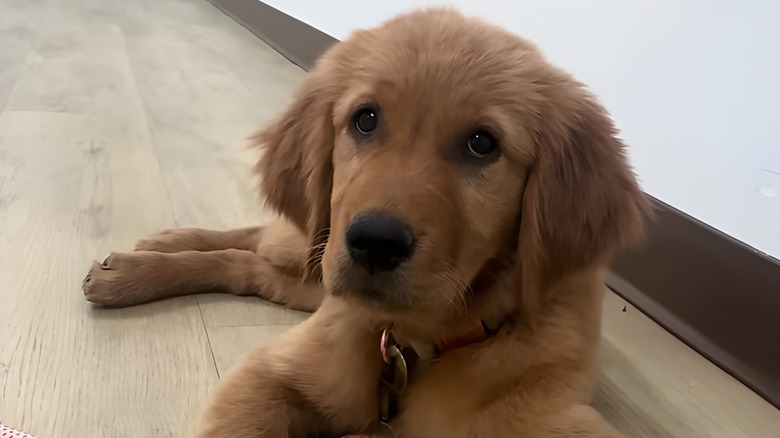 Golden retriever puppy lying down