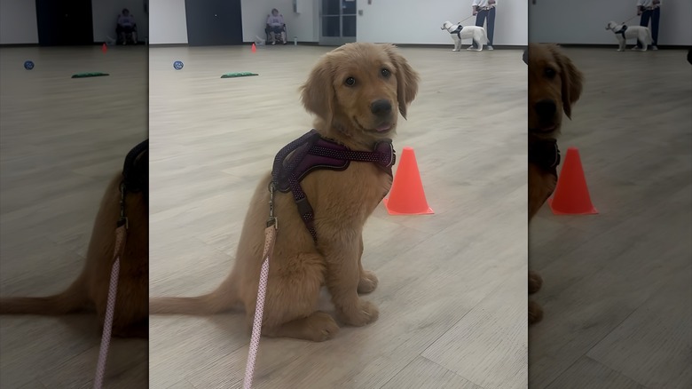 Golden retriever puppy sitting up