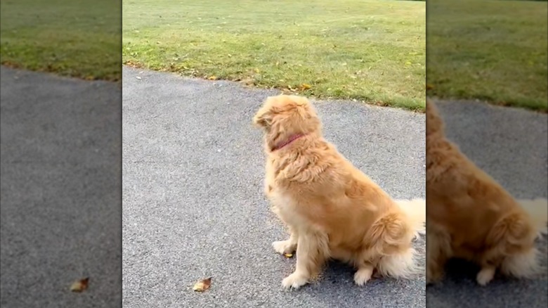 A golden retriever named Rosie looking for her owner