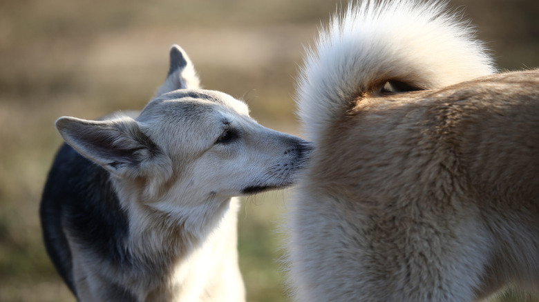 A dog sniffs another dog's behind as a greeting.