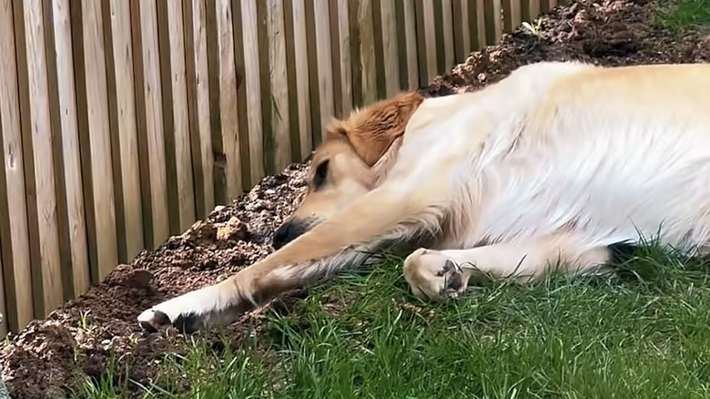 A golden retriever named Dexter trying to get neighbor's attention on TikTok.